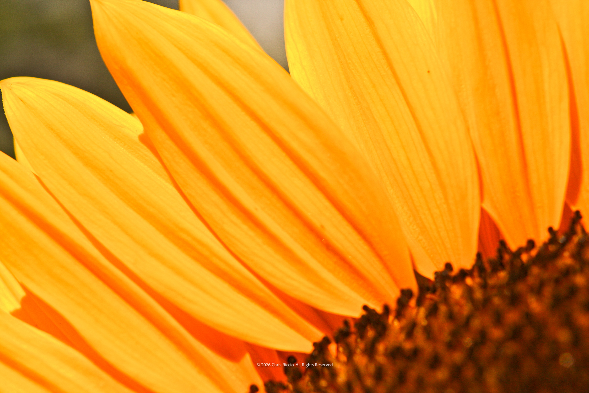 Crisp Petals